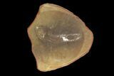 Fossil Worm (Astreptoscolex) Pos/Neg - illinois #120716-3